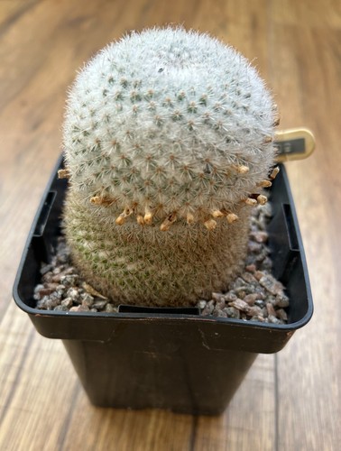 Mammillaria noureddineana