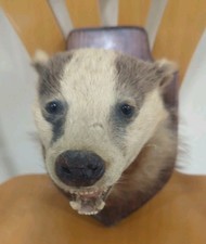 Vintage Taxidermy Badger Head on Shield Shaped Wooden Plaque