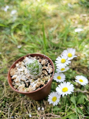 Rare mammillaria vetula - rare,