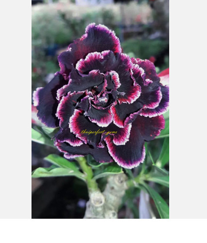 Grape swirl 7856 - grape,