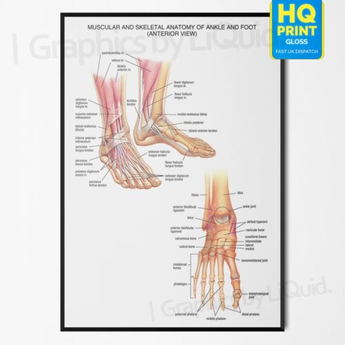 Anatomy foot and ankle - of,