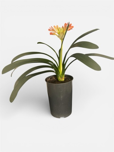 Beautiful clivia miniata - beautiful, –