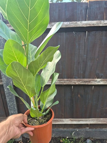 Ficus audrey benghalensis live - audrey,
