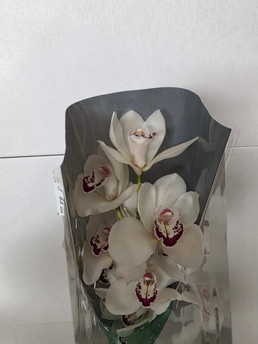 Farm fresh orchid cymbidium - fresh, orchid/cymbidium