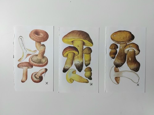 Vintage botanical mushroom - vintage,