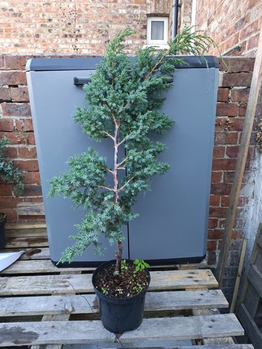 Juniper tree pre bonsai - tree, raw