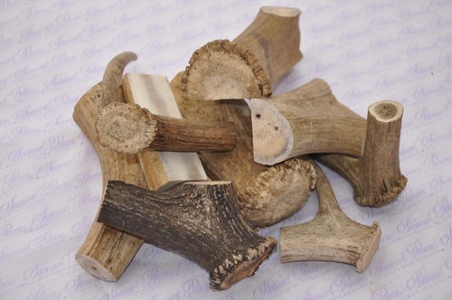 Genuine scottish stag antler - stag,