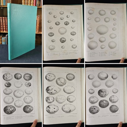 1856 birds eggs north - 1856, american