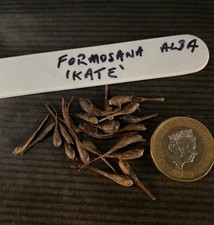 Pleione (Himalayan/ Orchid)