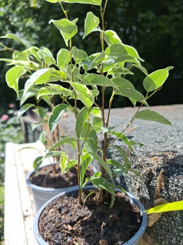 Benjamin ficus weeping fig - ficus,