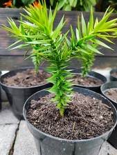 Monkey Puzzle tree Araucaria araucana bare root 2.5 years old.