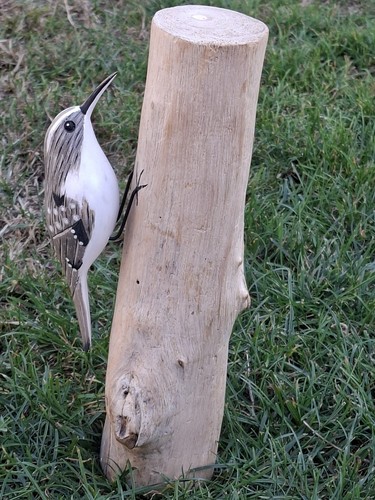 Archipelago treecreeper bird - archipelago,