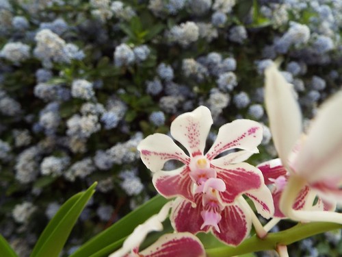 Rare vanda lamellata okinawa - rare,