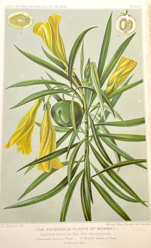 Antique botanical print - antique, 1893