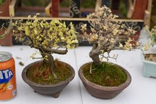 crabapple bonsai tree no.4 