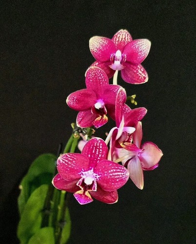 Phalaenopsis red unique - "red",