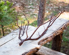 Manzanita Thin Branch for