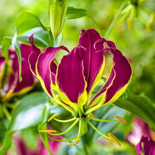 Purple flame lily - flame,