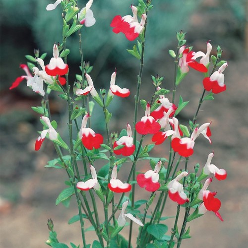 Salvia hot lips sage - ,