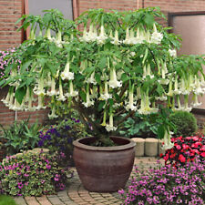 BRUGMANSIA SUAVEOLENS - WHITE ANGEL'S TRUMPET, 10 SEMI SELEZIONATI