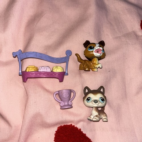 Little pet shop - pet, husky
