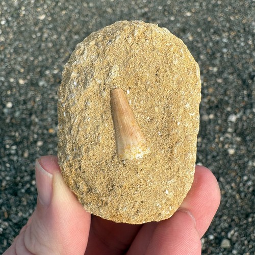 Mosasaur tooth fossil - fossil, in