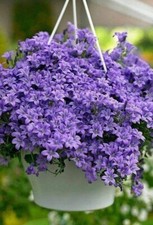 Campanula Persicifolia Blue |