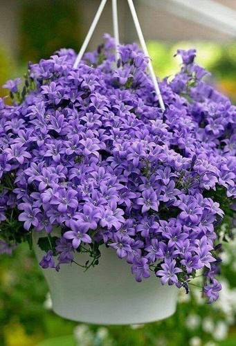 Campanula persicifolia blue - blue, |