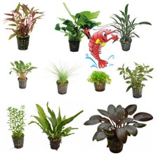 Live Aquarium Plants EU Grown