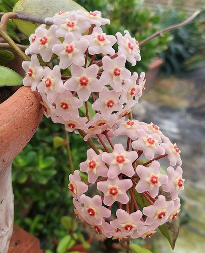 Hoya carnosa 7 cm - hoya,