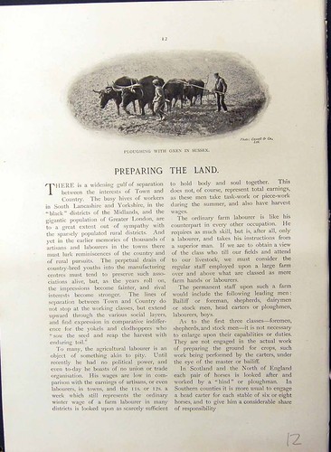 Old ploughing oxen sussex - old,