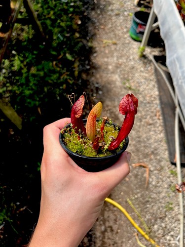 Sarracenia swaniana pitcher - sarracenia, x