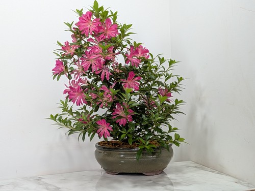 Satsuki azalea s trunk - azalea,