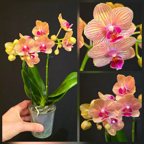 Phalaenopsis love potion - phalaenopsis, "love
