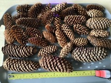 30 Norwegian spruce pine cones