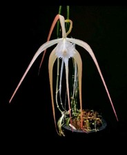 Brassavola Cucullata. Strongly Fragrant Flowers. Blooming Size. 1 New Groth.