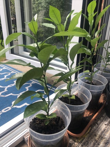 Pomelo tree plant - citrus, fruit