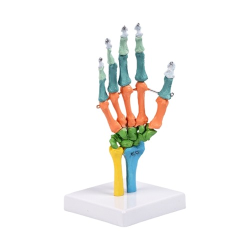 Colored anatomical human hand - colored,
