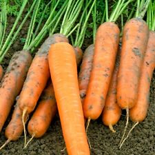 Carrot Volcano F1 1x Seed