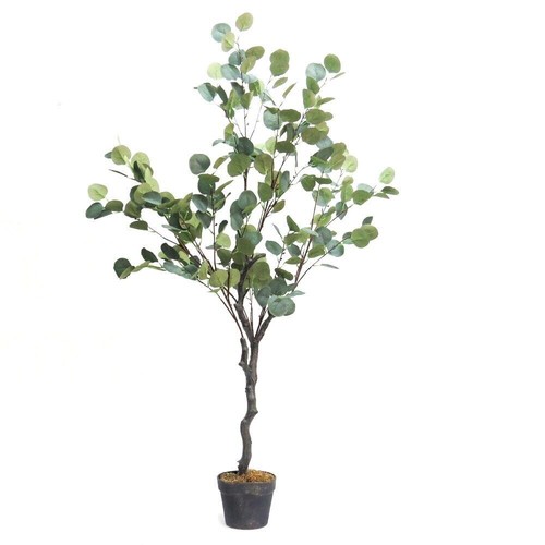 Small eucalyptus tree - small,