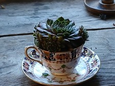 Succulent Plant in Vintage Tea