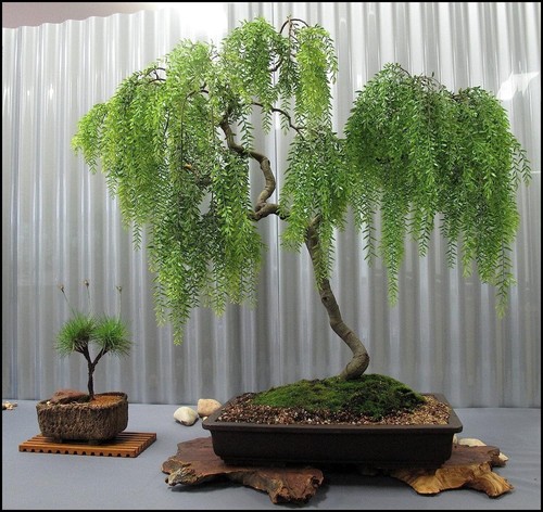 Live dwarf australian - australian, weeping