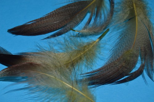 Dyed bronze mallard - dyed,