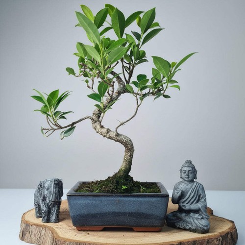 Ficus microcarpa - ficus, (banyan