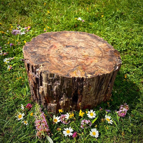 Large petrified fossil - , wood