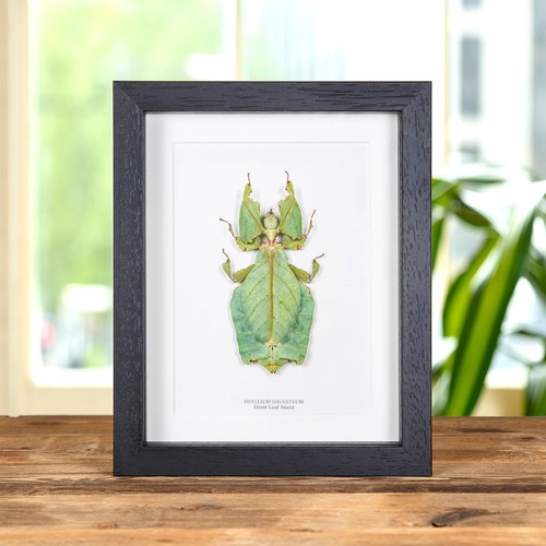 Giant leaf taxidermy insect - giant,