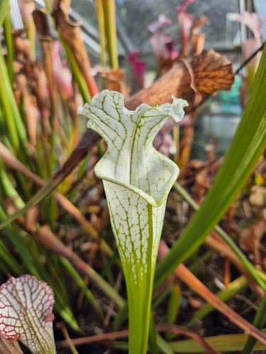 Sarracenia x - l18),