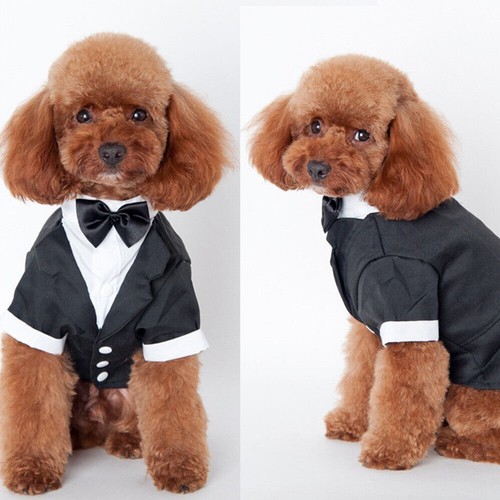 Dog wedding clothes party - dog,