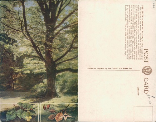 Beech tree fagus - tree,