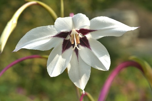 100 acidanthera murielae - 100,